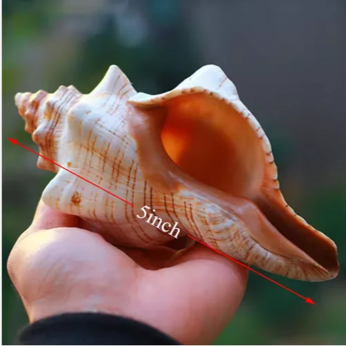 2pcs Conch Shell Large Natural Seashells for Fish Tank Wedding Decor Beach Theme Party Home Decorations