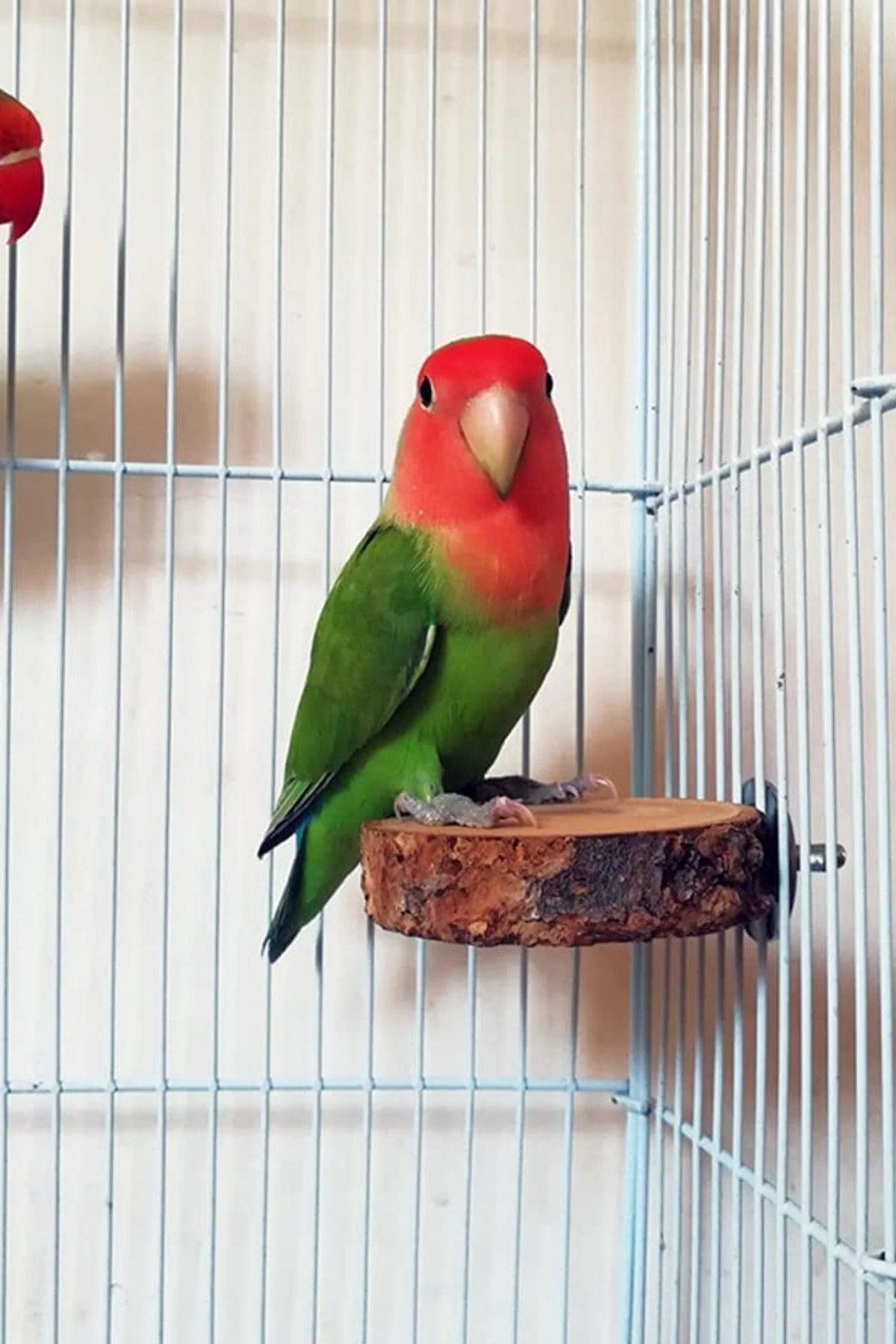 Unpainted Natural Wood Round Bird Stand Platform for Small Parrots and Budgies