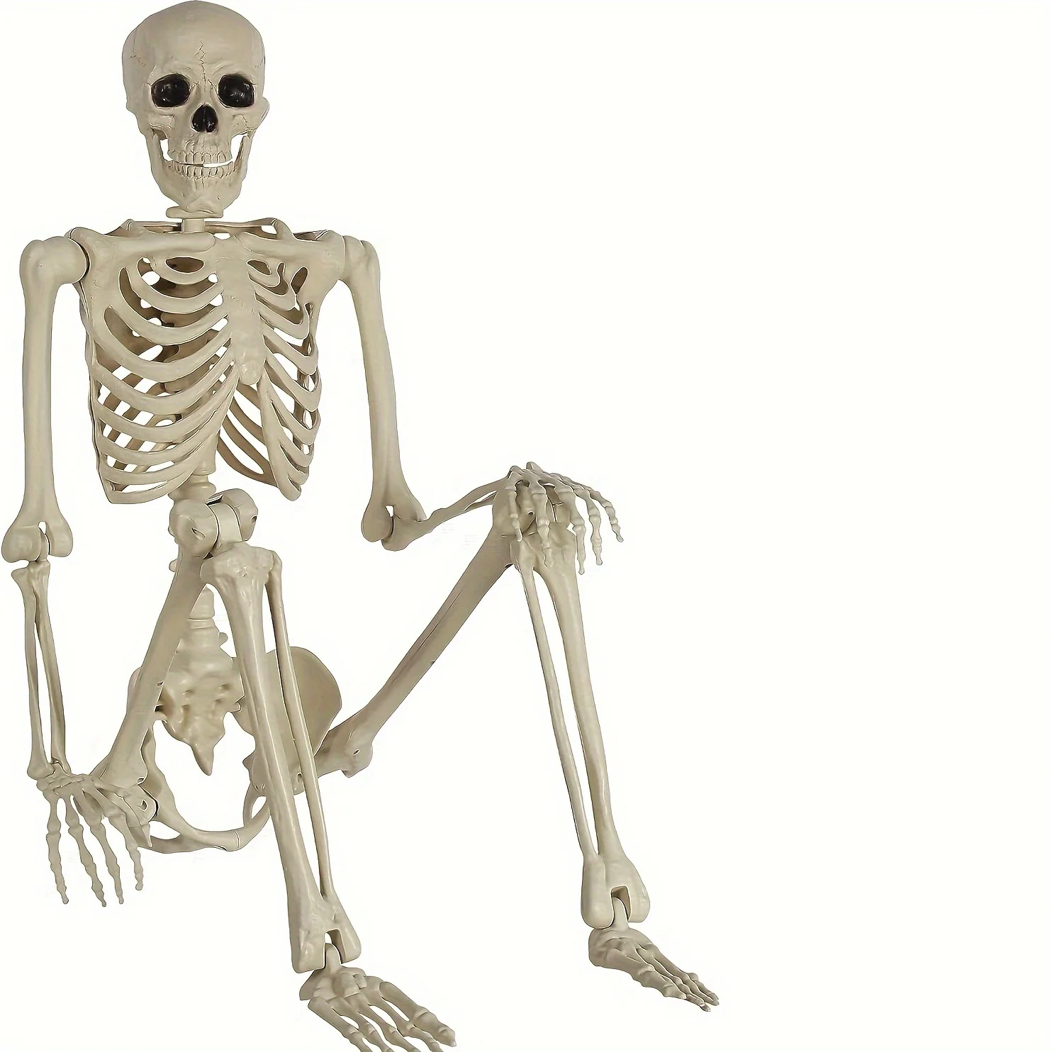 Life-size posable adult skeleton for display or education