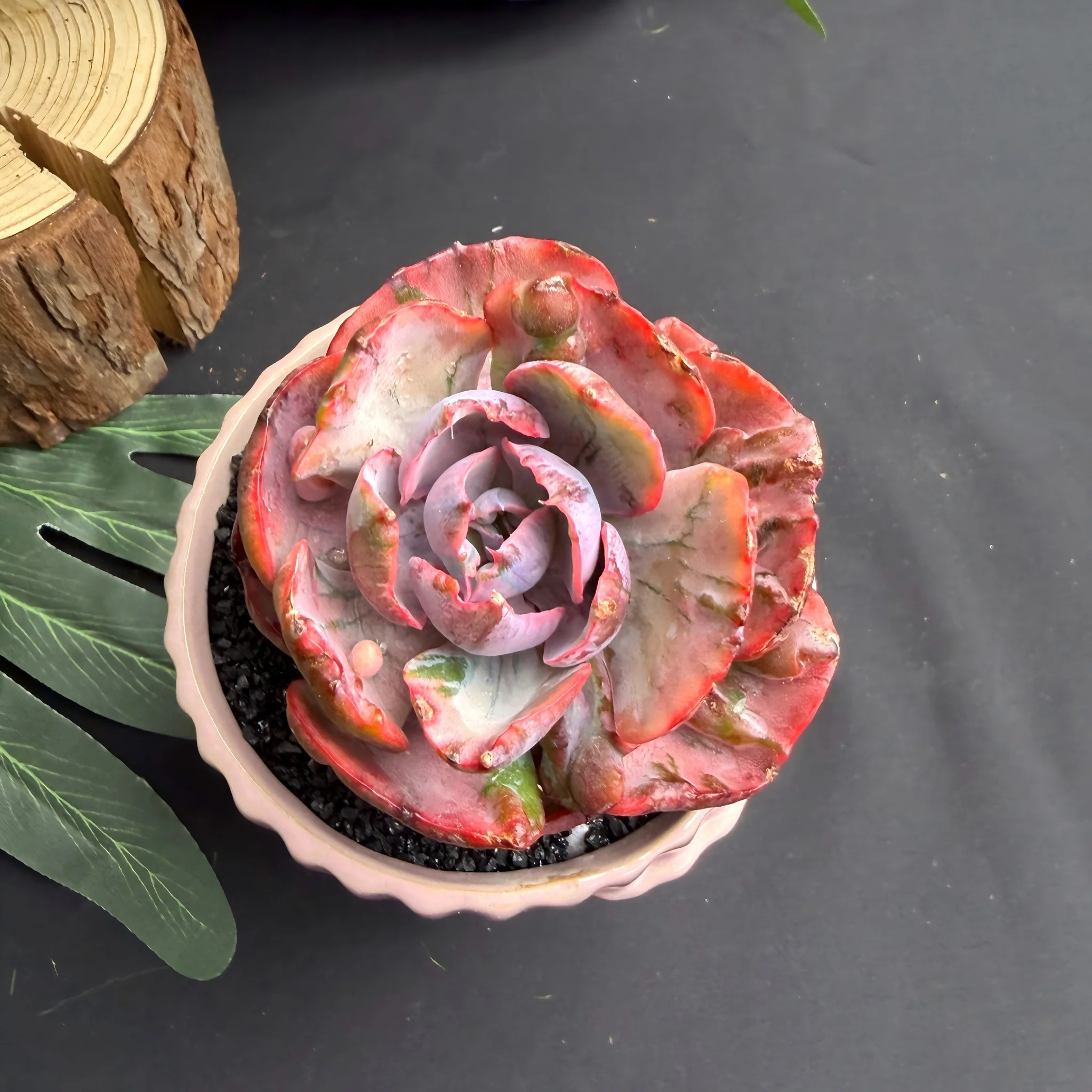 Echeveria ‘Lunar Heart’ Variegated Succulent – 3 to 3.5 inch Bare‑Root Live Plant