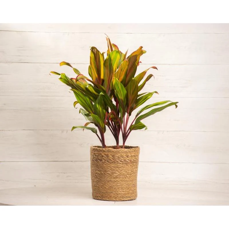 10‑Inch Cordyline Harlequin Cane Live Indoor Plant with Pot – Air‑Purifying Tropical Foliage