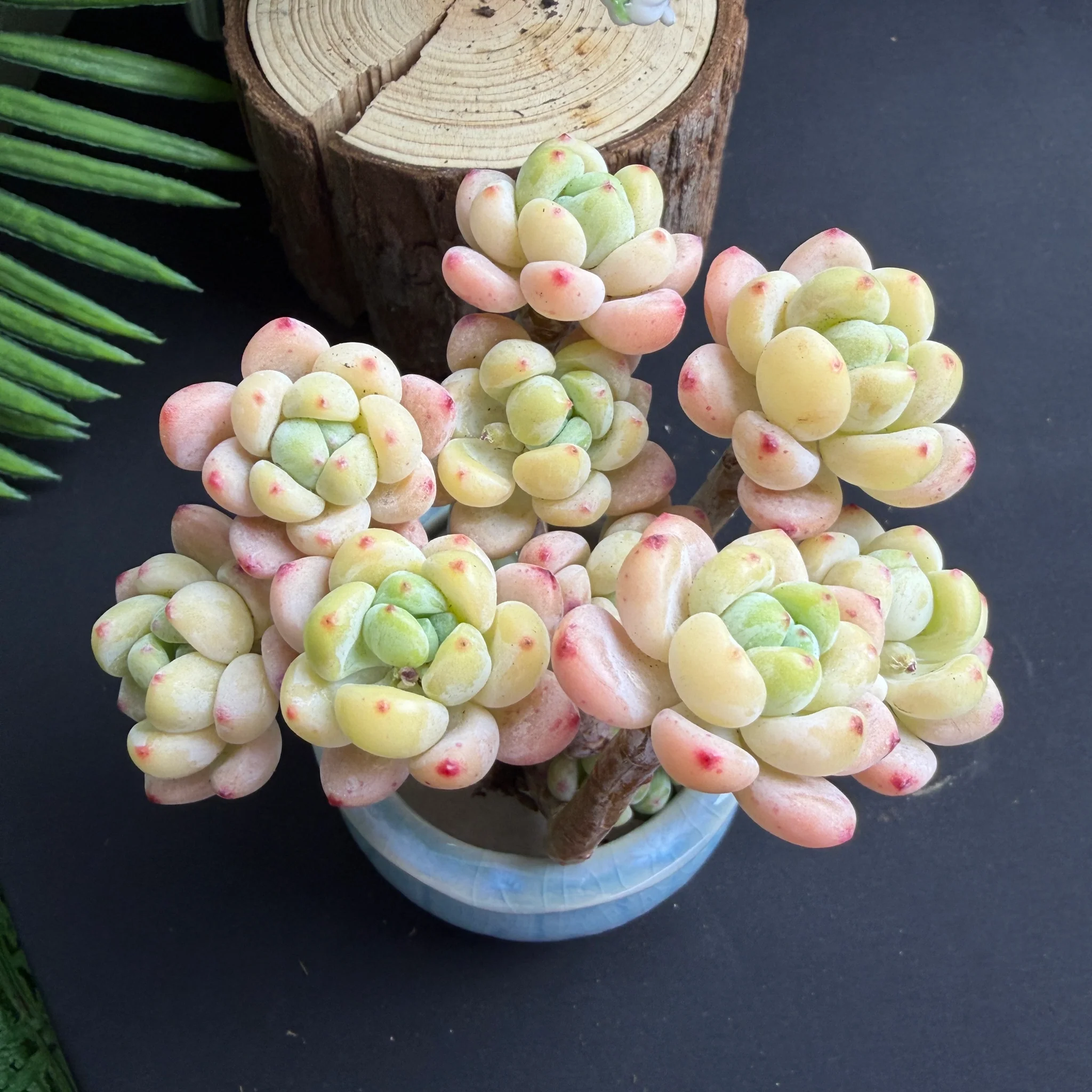 Sedum Clavatum Live Succulent – 2.8‑Inch Plant with Vibrant Color for Indoor Décor