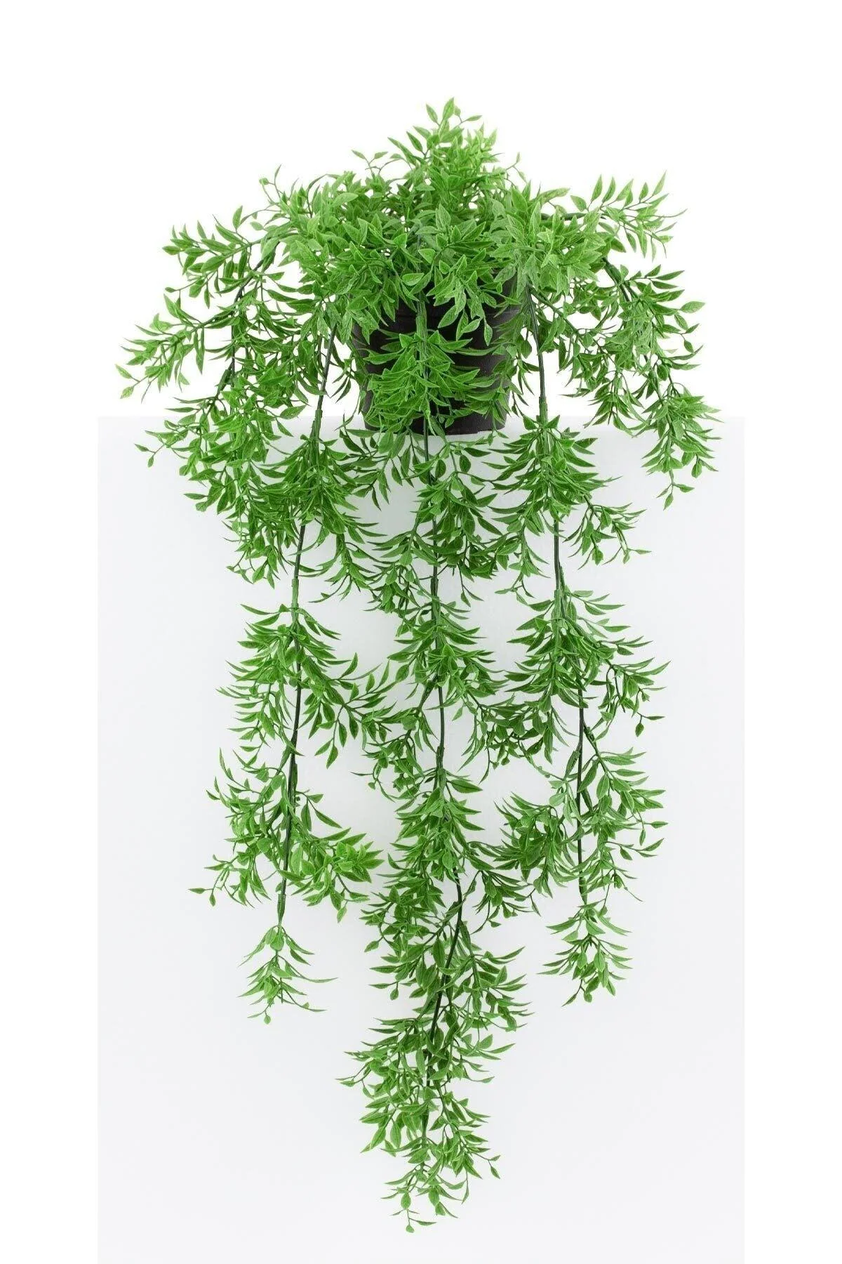 Mini hanging basil plant in black plastic pot 50 cm foliage