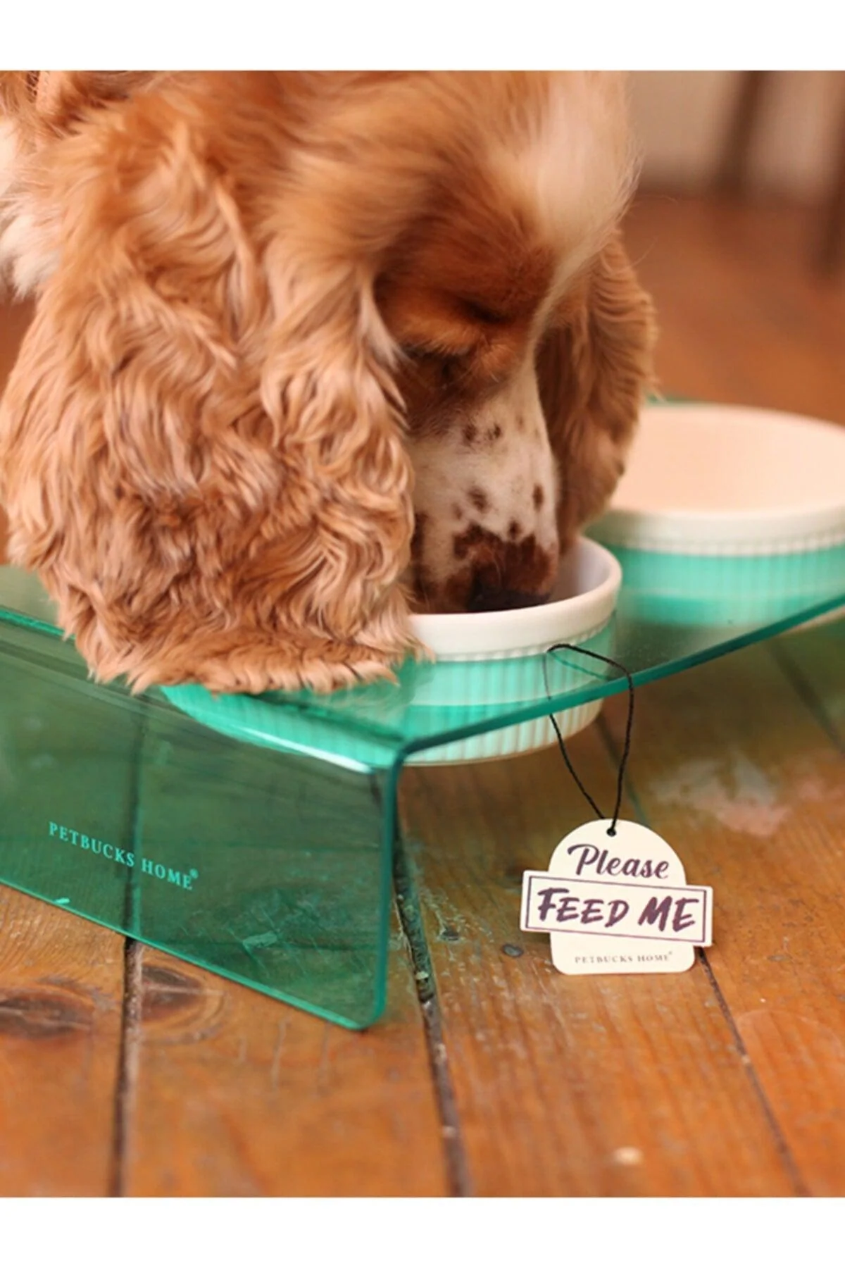 Plexiglass Cat and Dog Food and Water Container Set
