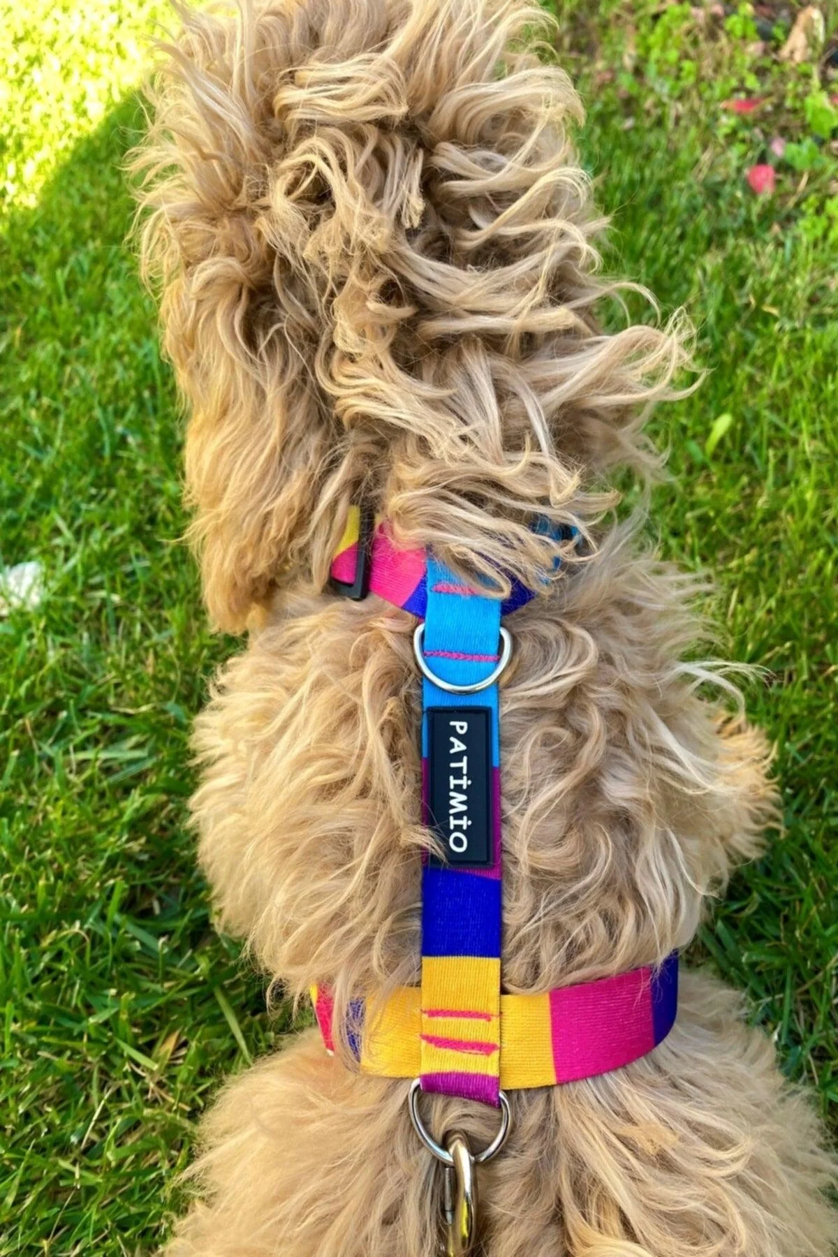 Adjustable Metal Buckle Dog Harness with Polyester Straps