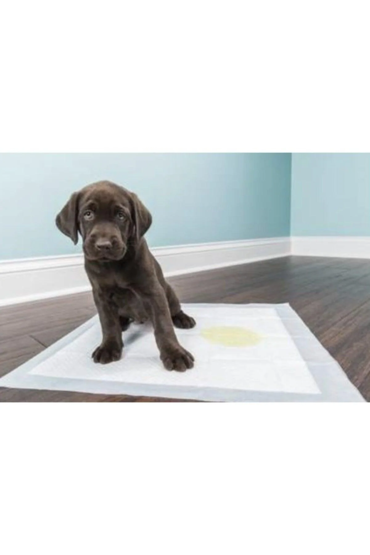 Disposable Dog Pee Pads, 60x90 cm, Pack of 30
