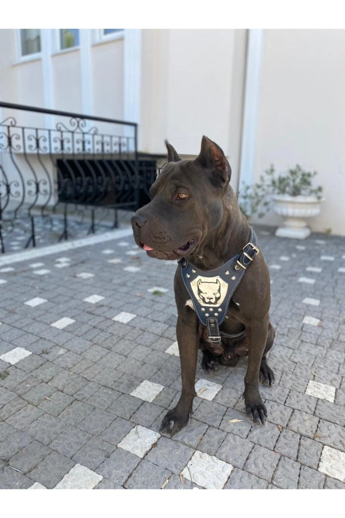 Large Breed Adjustable Dog Collar with Leather Leash
