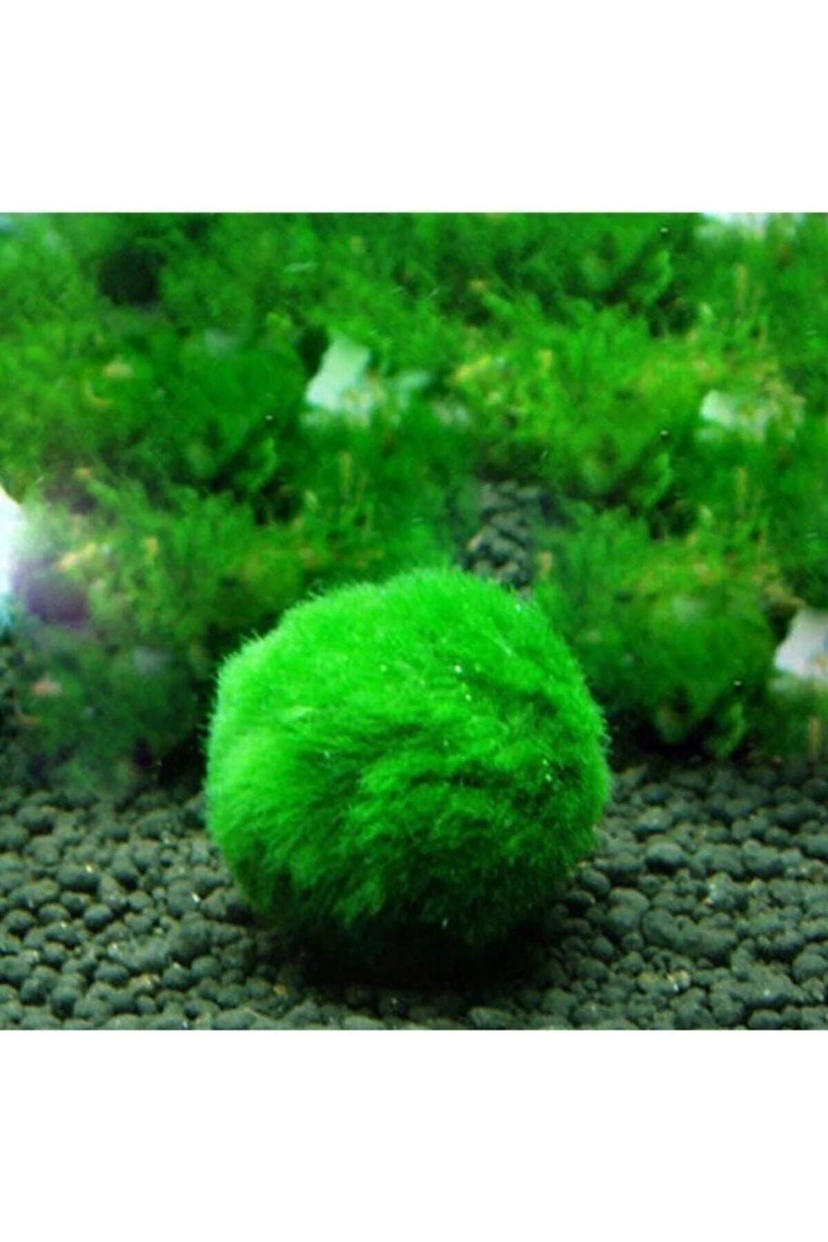 Marimo moss ball for aquariums and vases 2-3 cm diameter