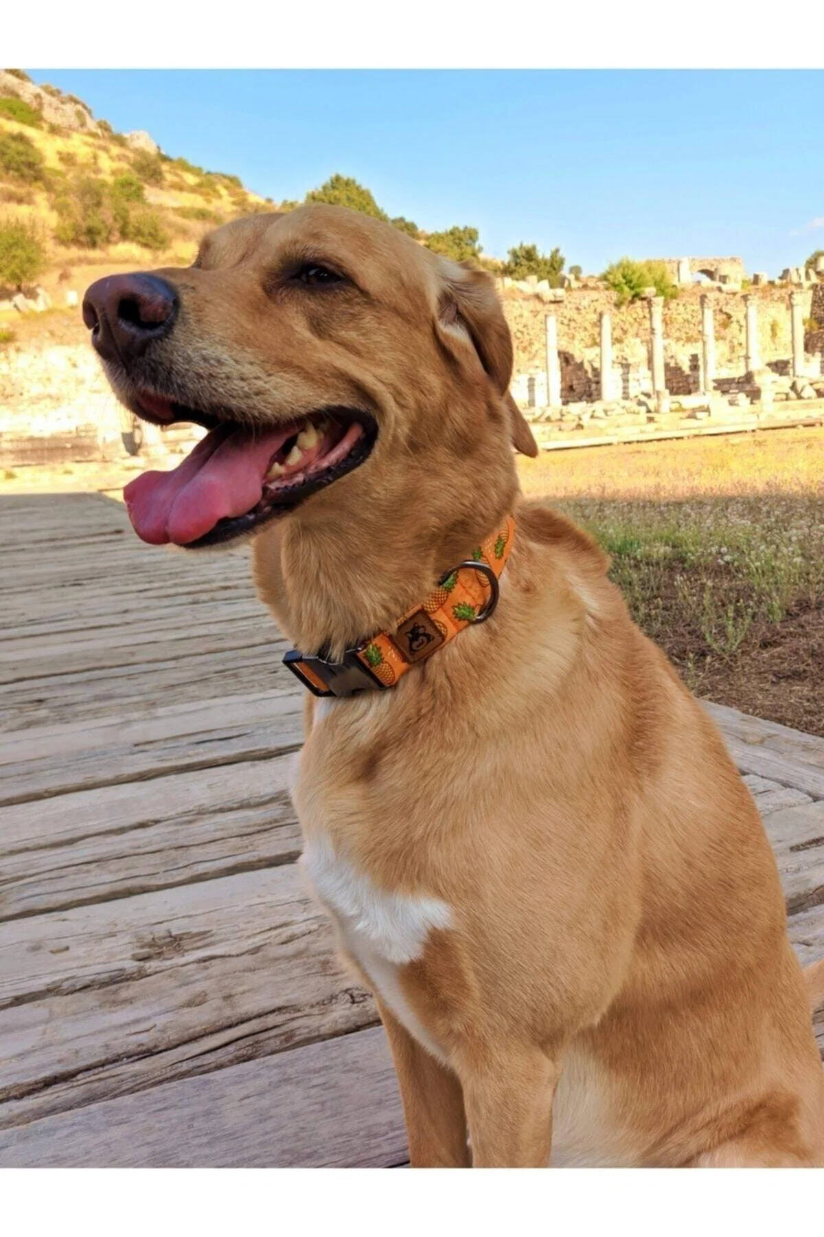 Narrow satin and metal dog collar for small to medium breeds