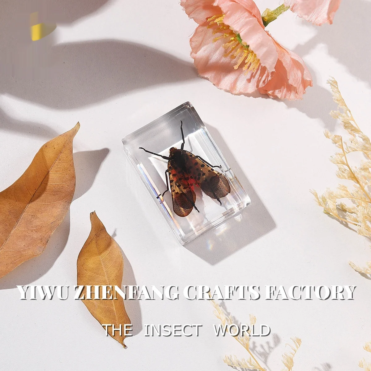 Real Insect Specimens for Educational Displays