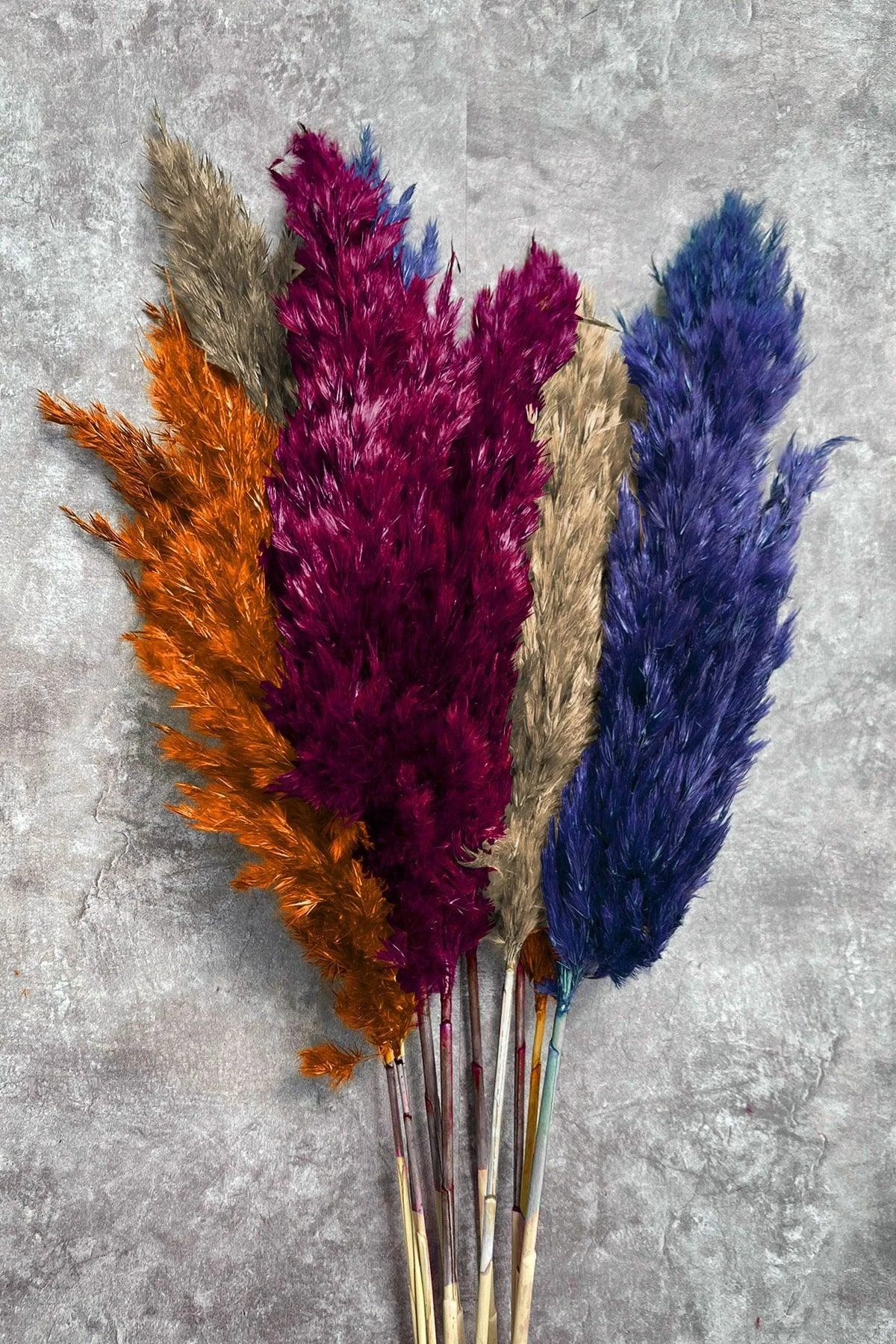 Autumn colored pampas grass bundle, 10 stems, 100 cm