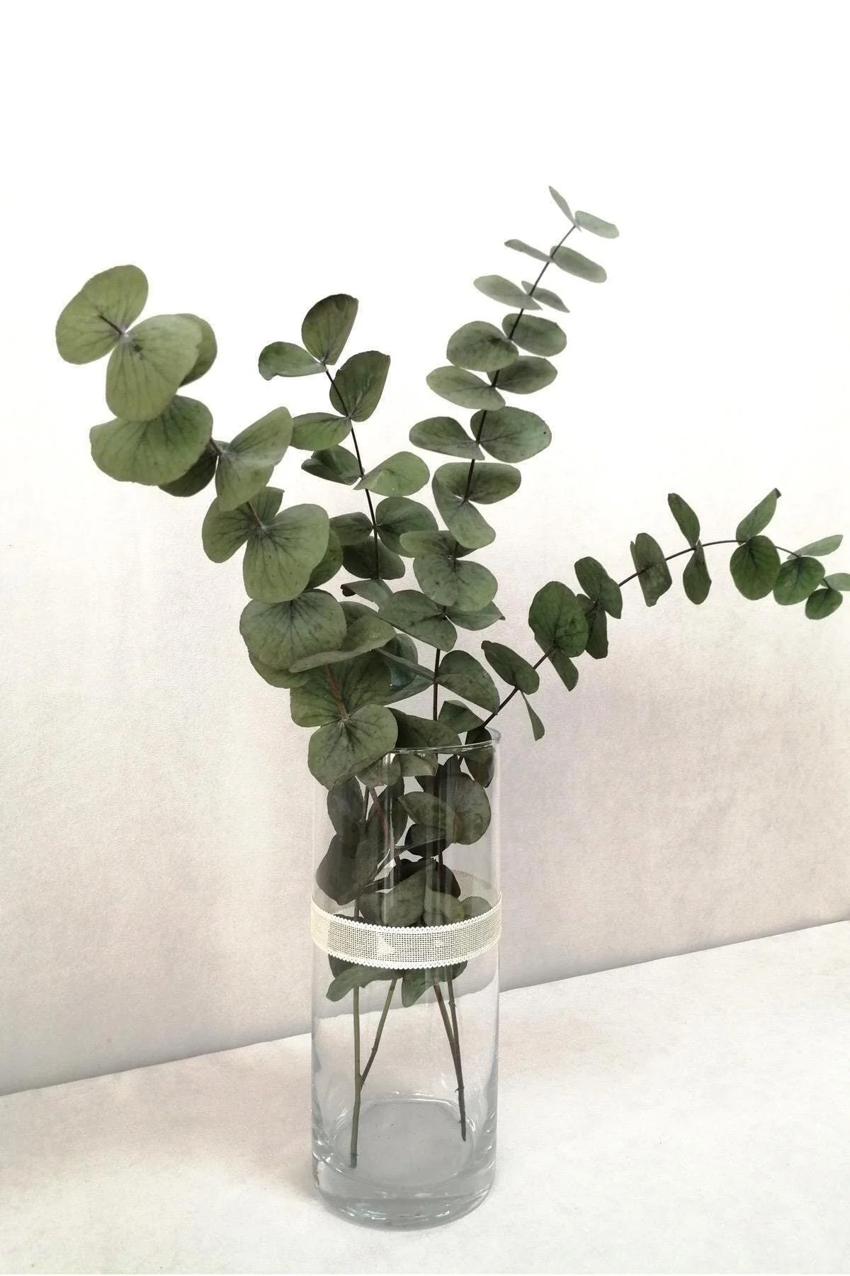Natural eucalyptus plant bundle fresh green foliage